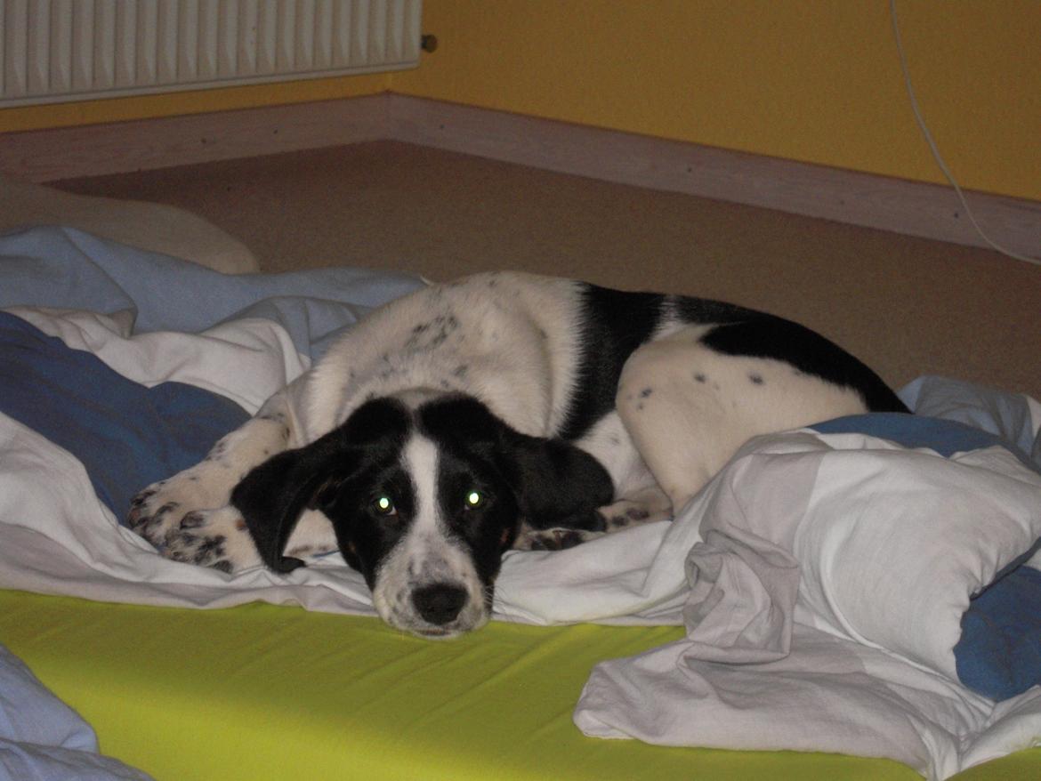 Blanding af racer Sille billede 8