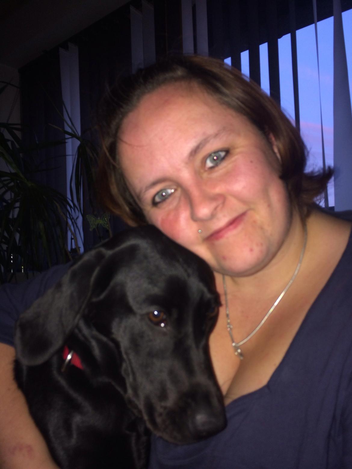 Labrador retriever Yoda billede 14