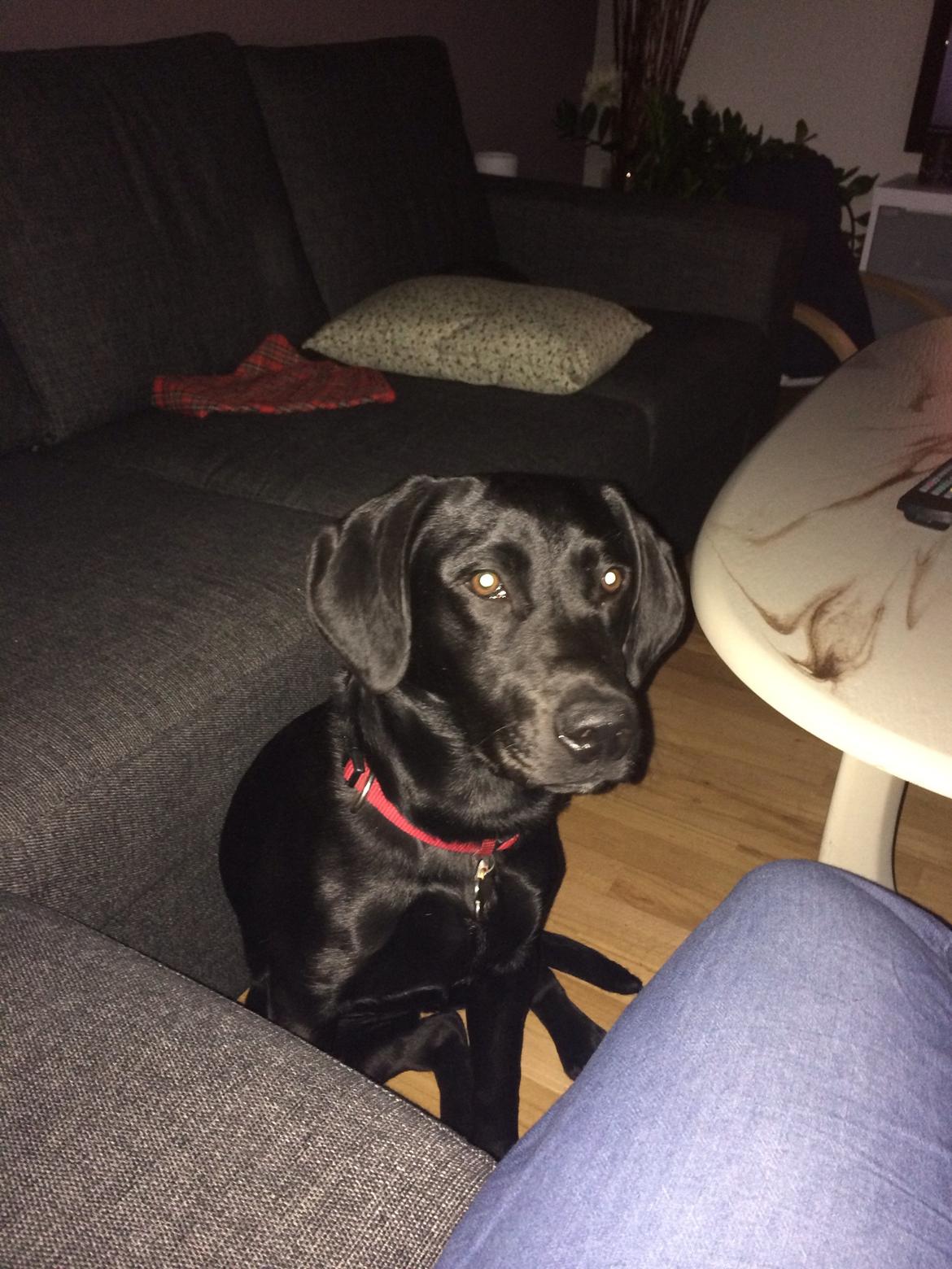 Labrador retriever Yoda billede 15