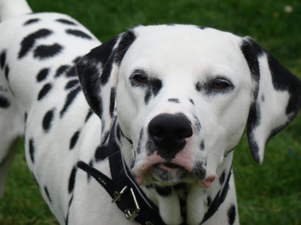 Dalmatiner Diego 'Flyttet' LÆS BESKRIVELSE billede 5