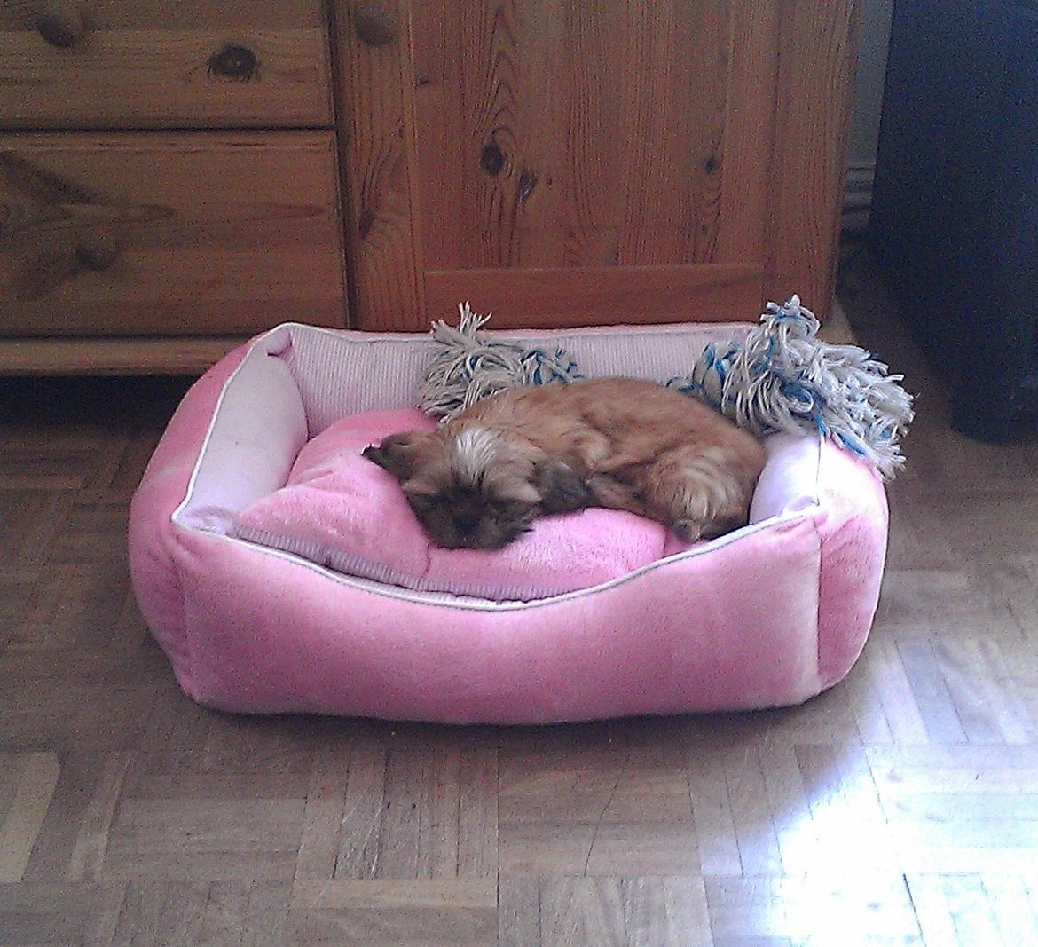 Shih tzu Fonvig's Phoebe - zZzZz billede 6