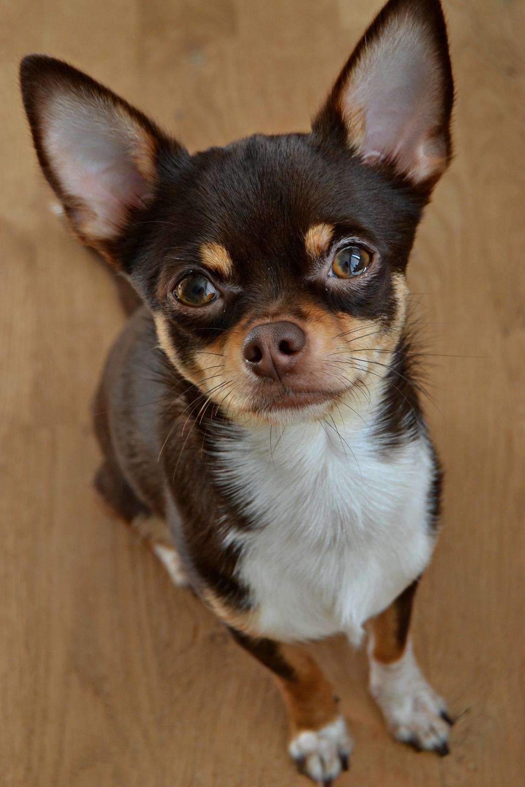 Chihuahua Mighty Draco billede 2