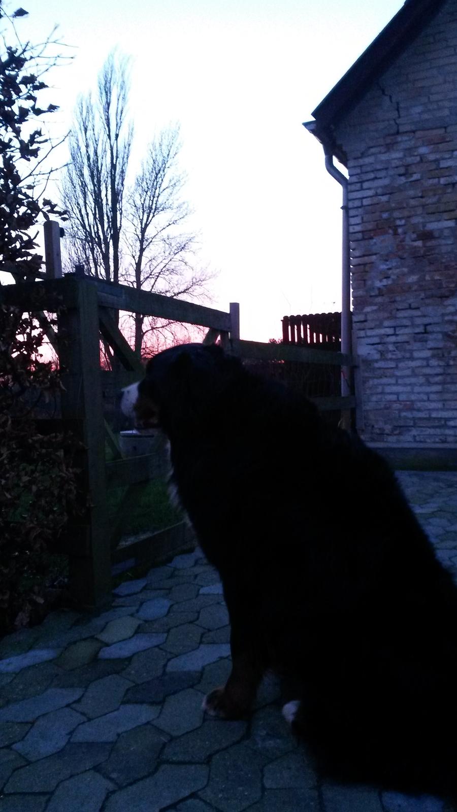 Berner sennenhund Viktor ~Himmelhund~ R.I.P billede 17