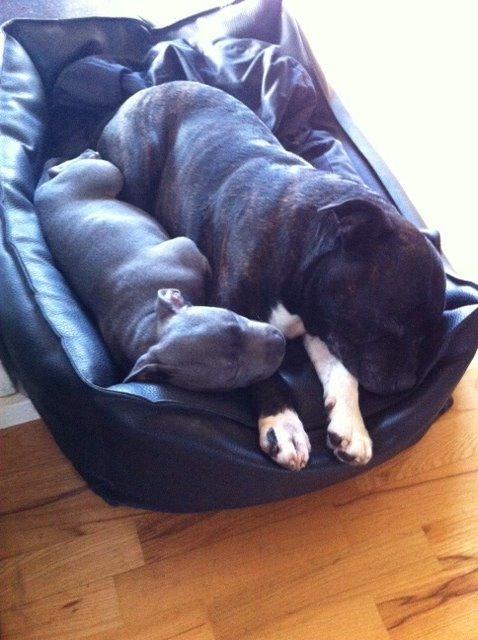 Staffordshire bull terrier Herman billede 2