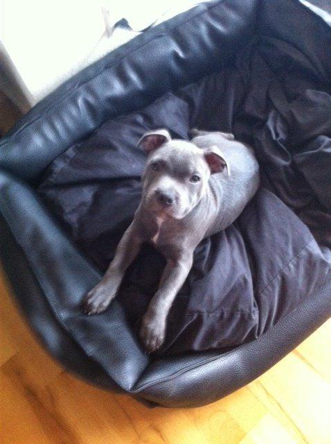 Staffordshire bull terrier Herman billede 3