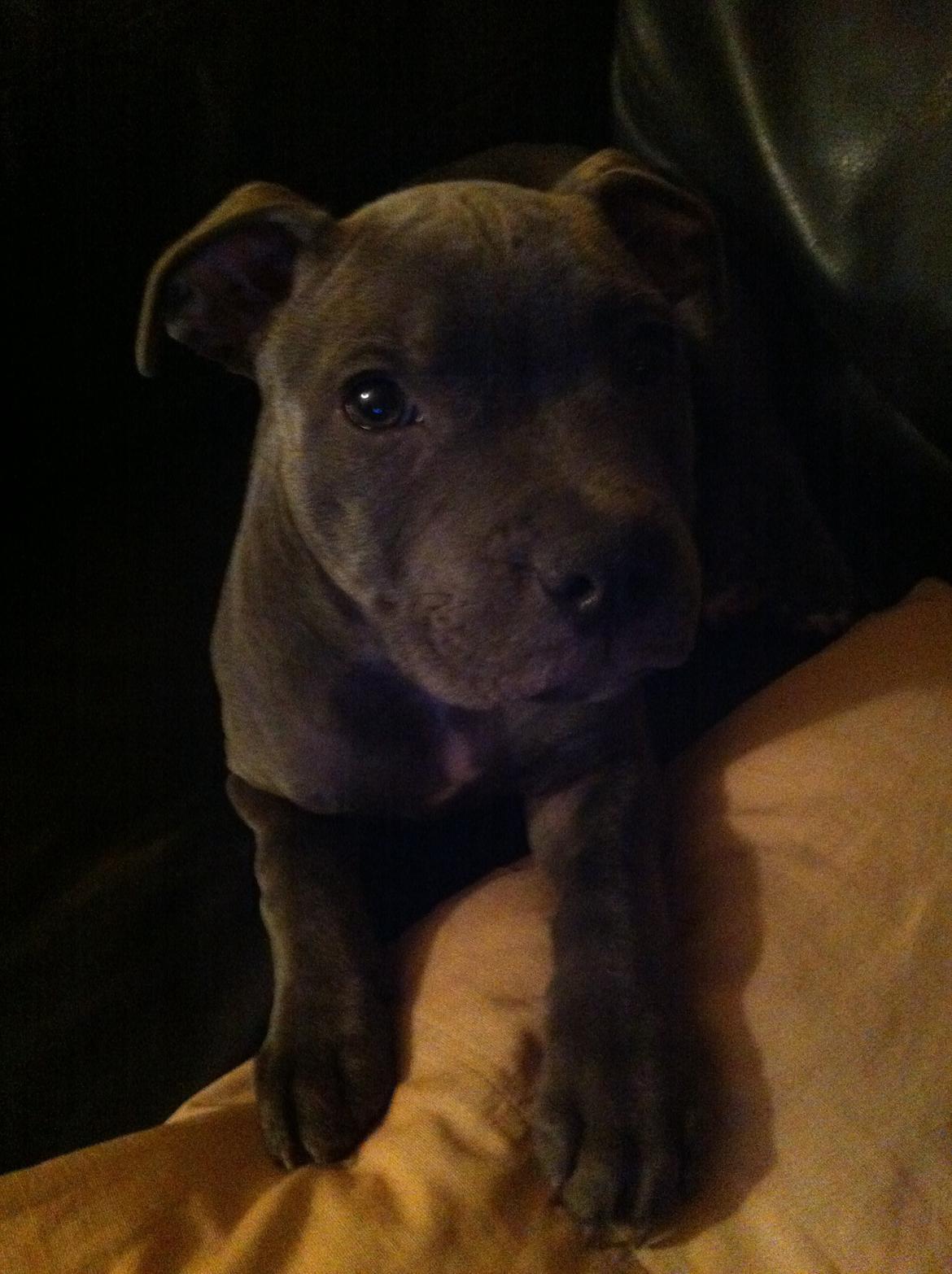 Staffordshire bull terrier Herman billede 4