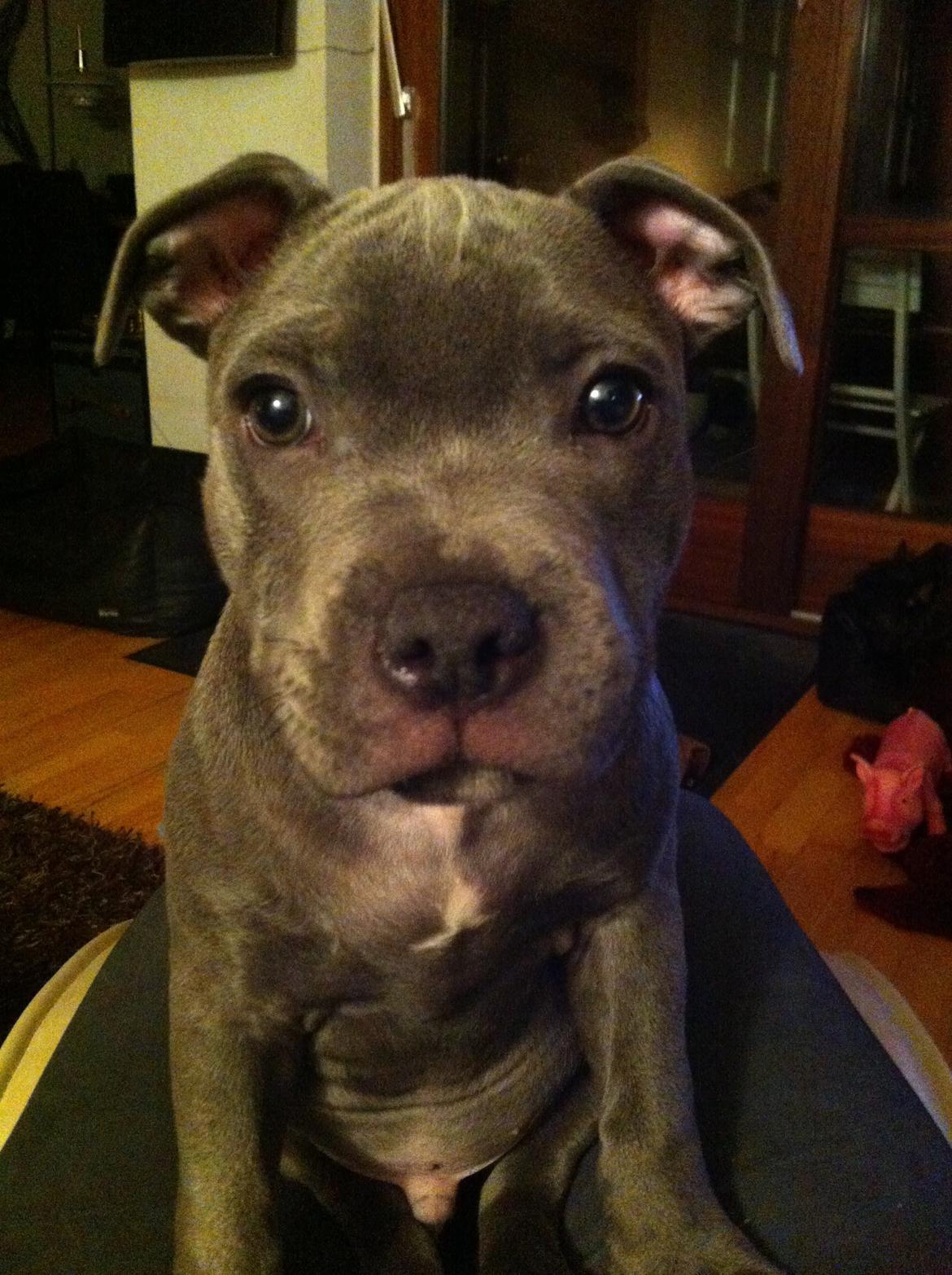 Staffordshire bull terrier Herman billede 5