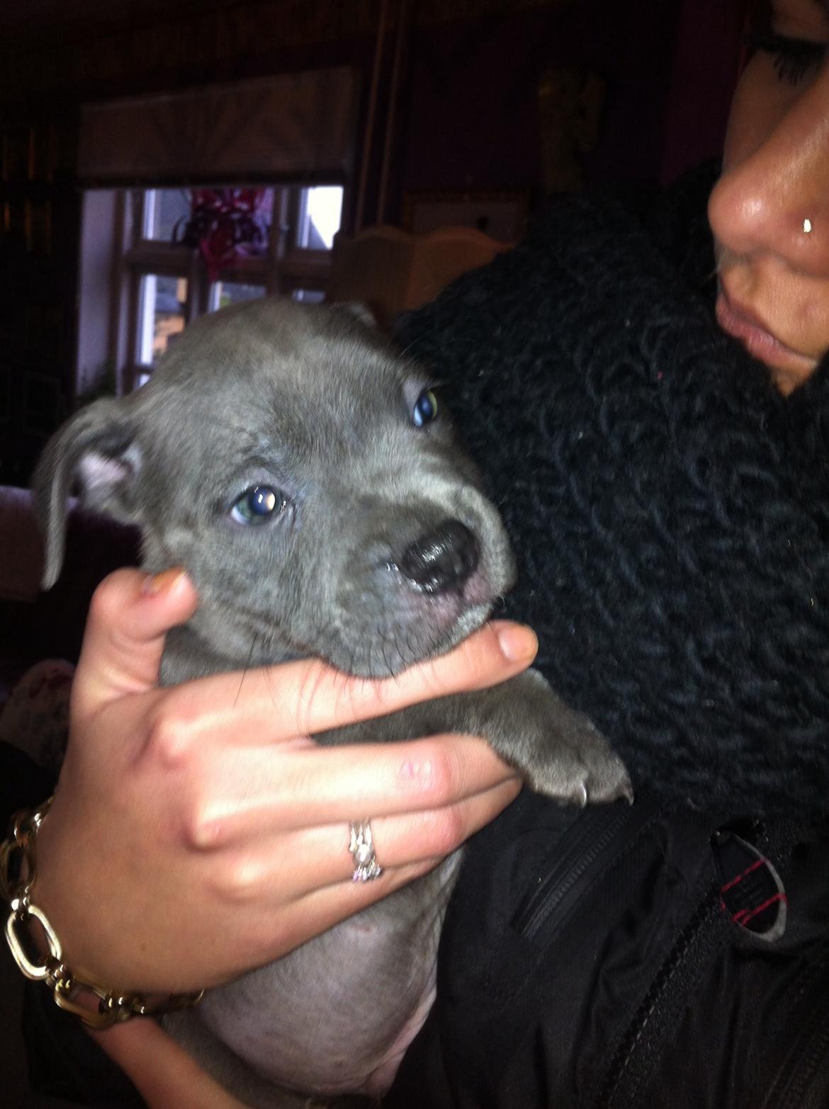 Staffordshire bull terrier Herman billede 6