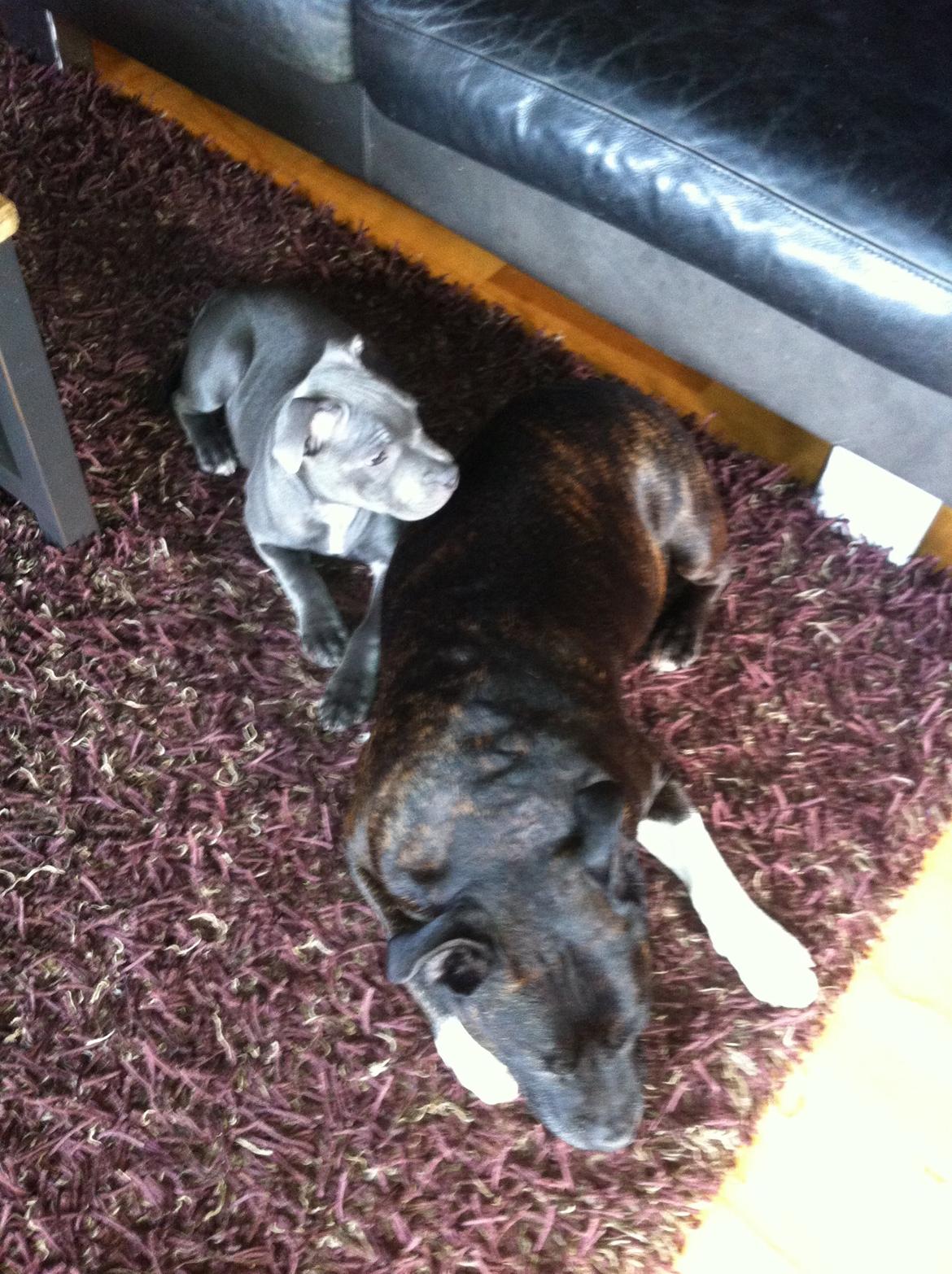 Staffordshire bull terrier Herman billede 7