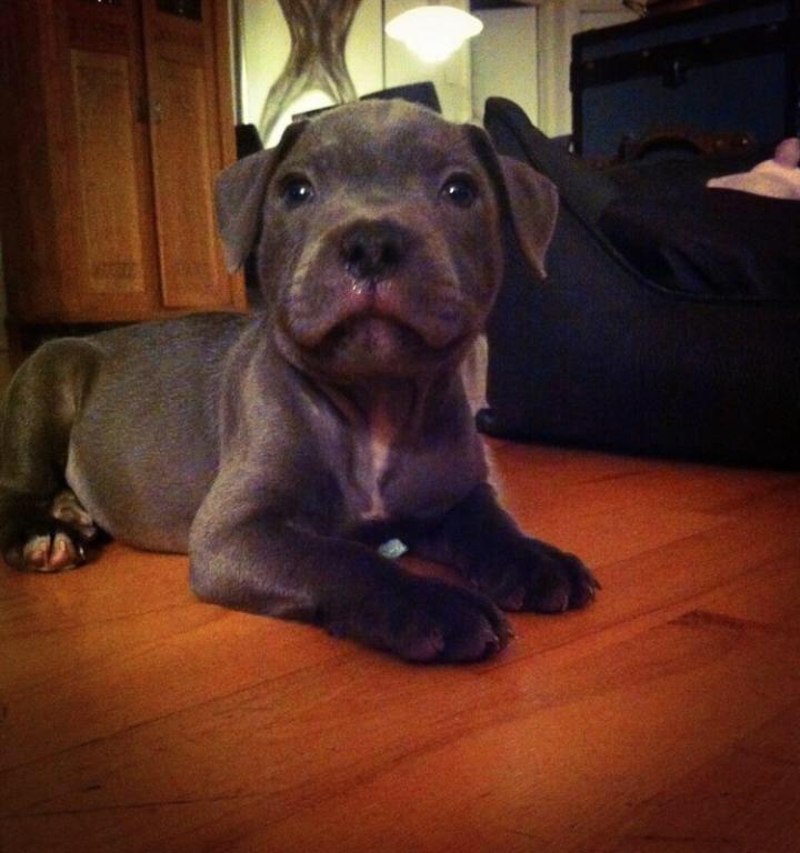 Staffordshire bull terrier Herman billede 8