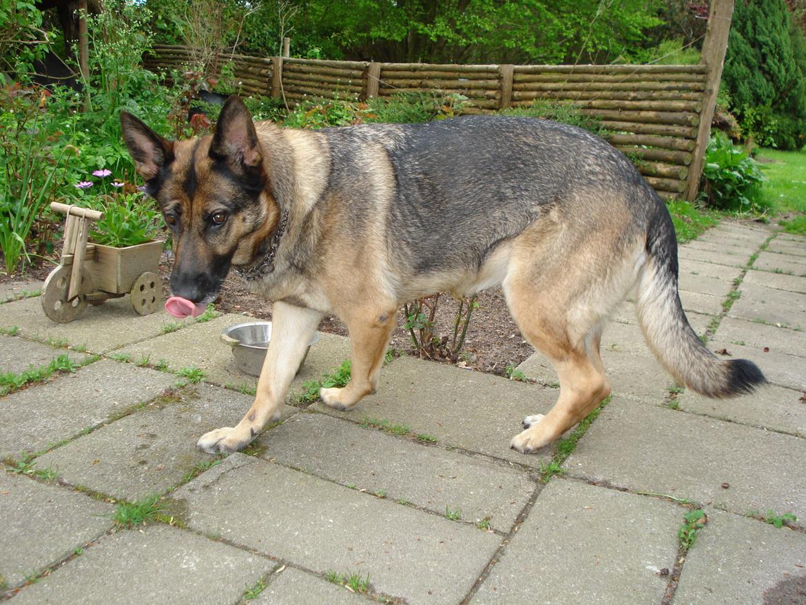 Schæferhund Jackie * Sofavovsen* billede 4