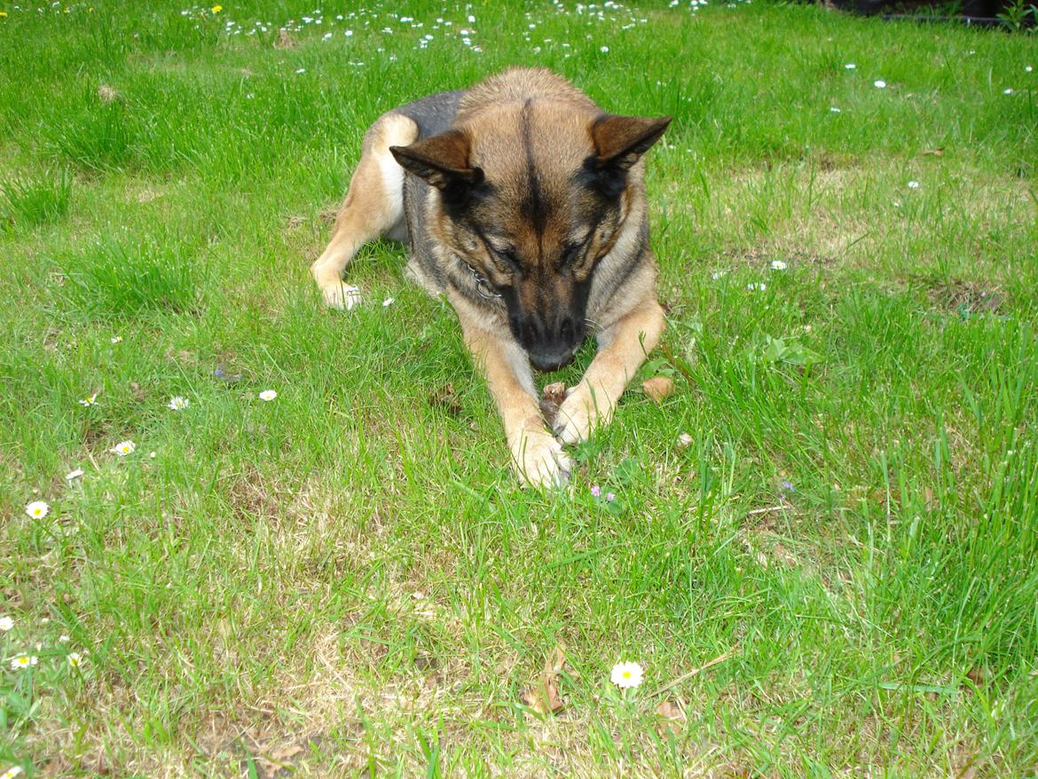 Schæferhund Jackie * Sofavovsen* billede 6