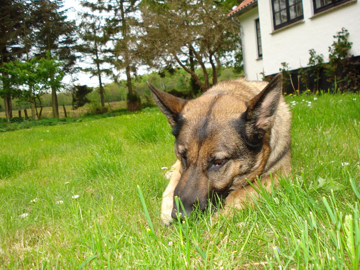 Schæferhund Jackie * Sofavovsen* billede 7