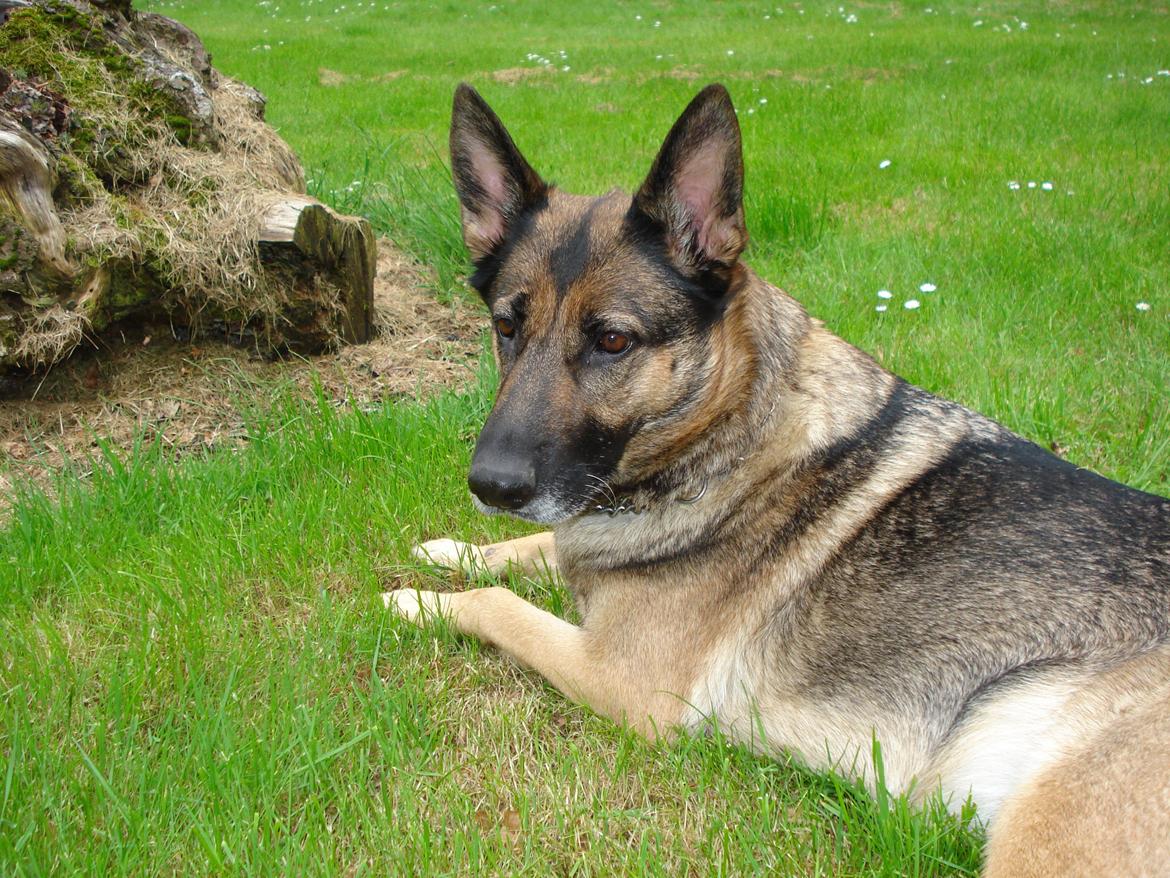 Schæferhund Jackie * Sofavovsen* billede 5