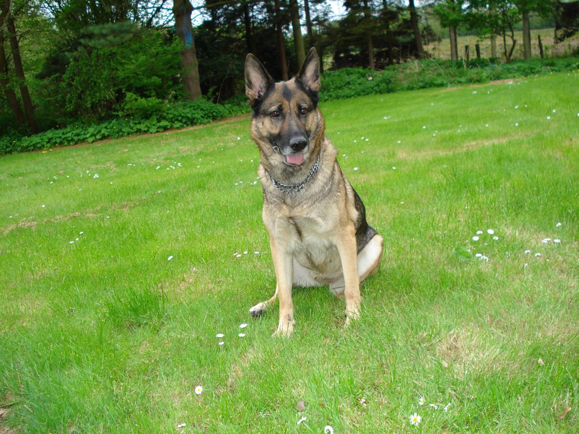 Schæferhund Jackie * Sofavovsen* billede 9