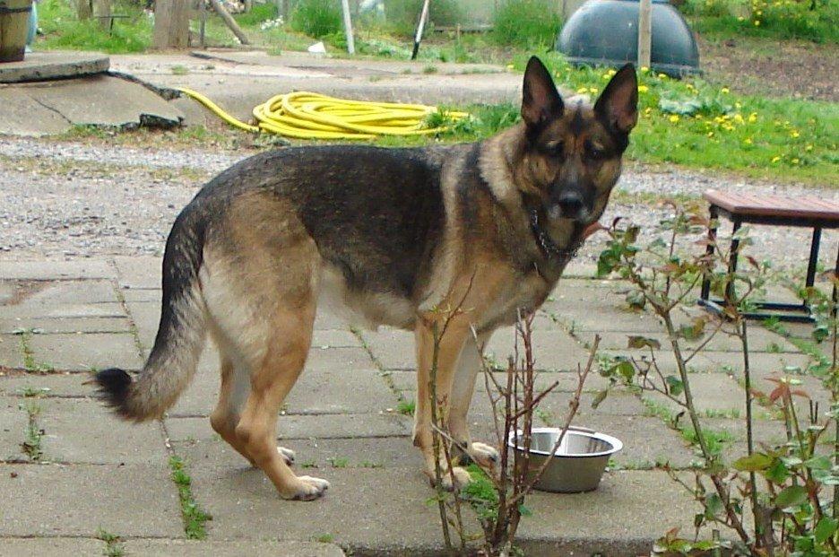 Schæferhund Jackie * Sofavovsen* billede 3