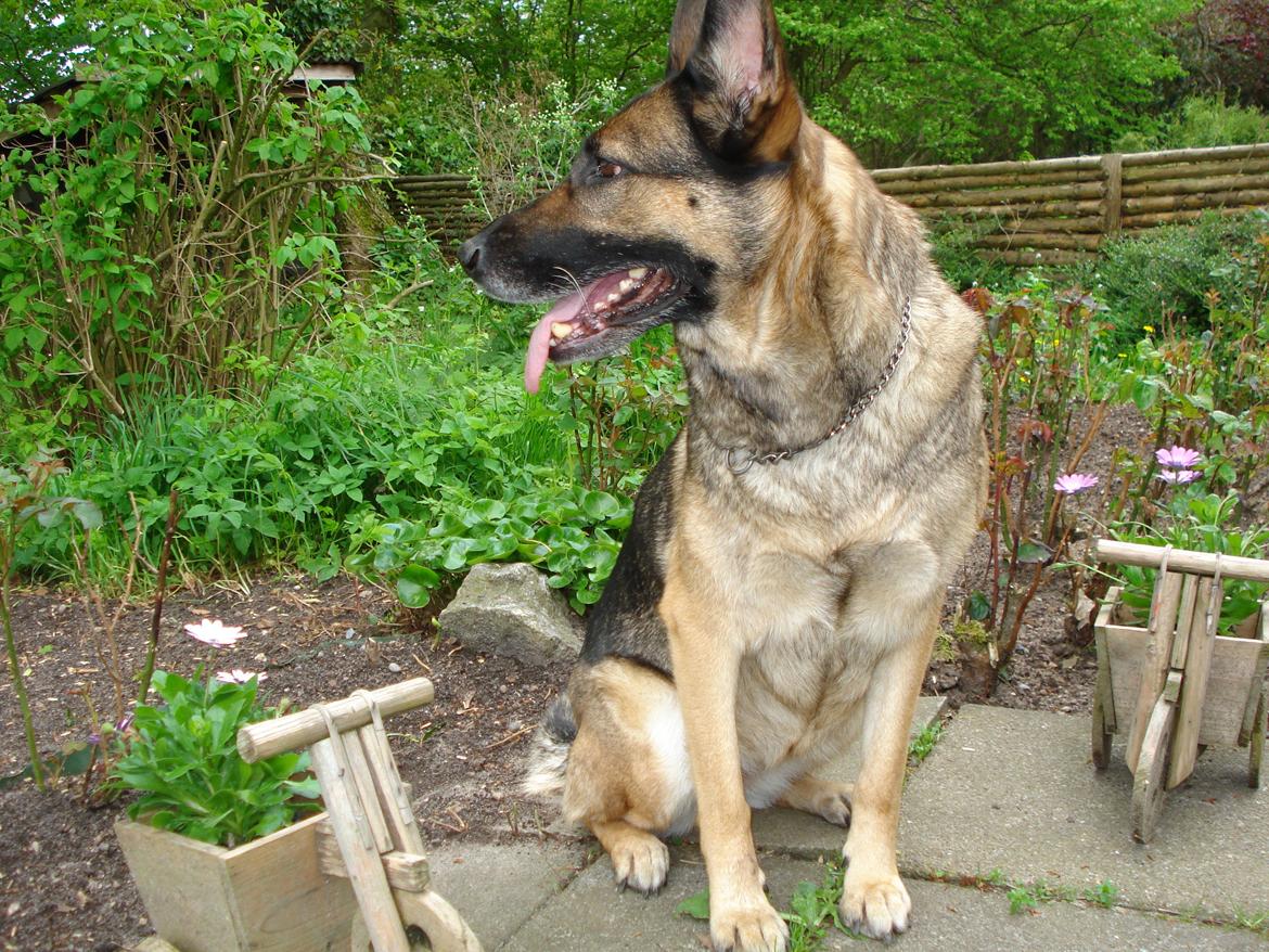 Schæferhund Jackie * Sofavovsen* billede 10