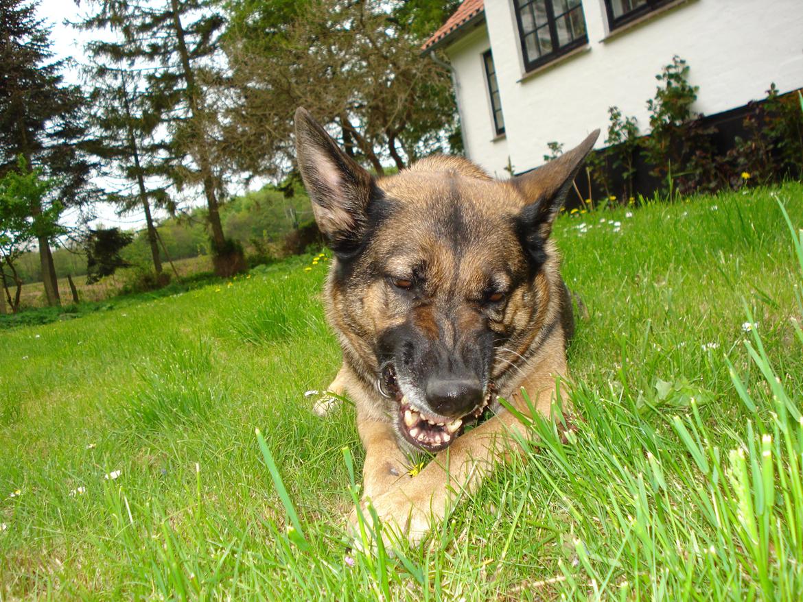 Schæferhund Jackie * Sofavovsen* billede 8