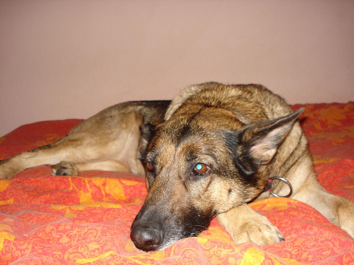 Schæferhund Jackie * Sofavovsen* billede 11