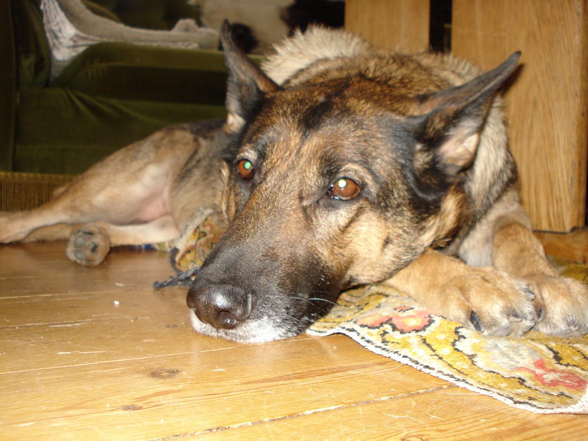 Schæferhund Jackie * Sofavovsen* billede 12