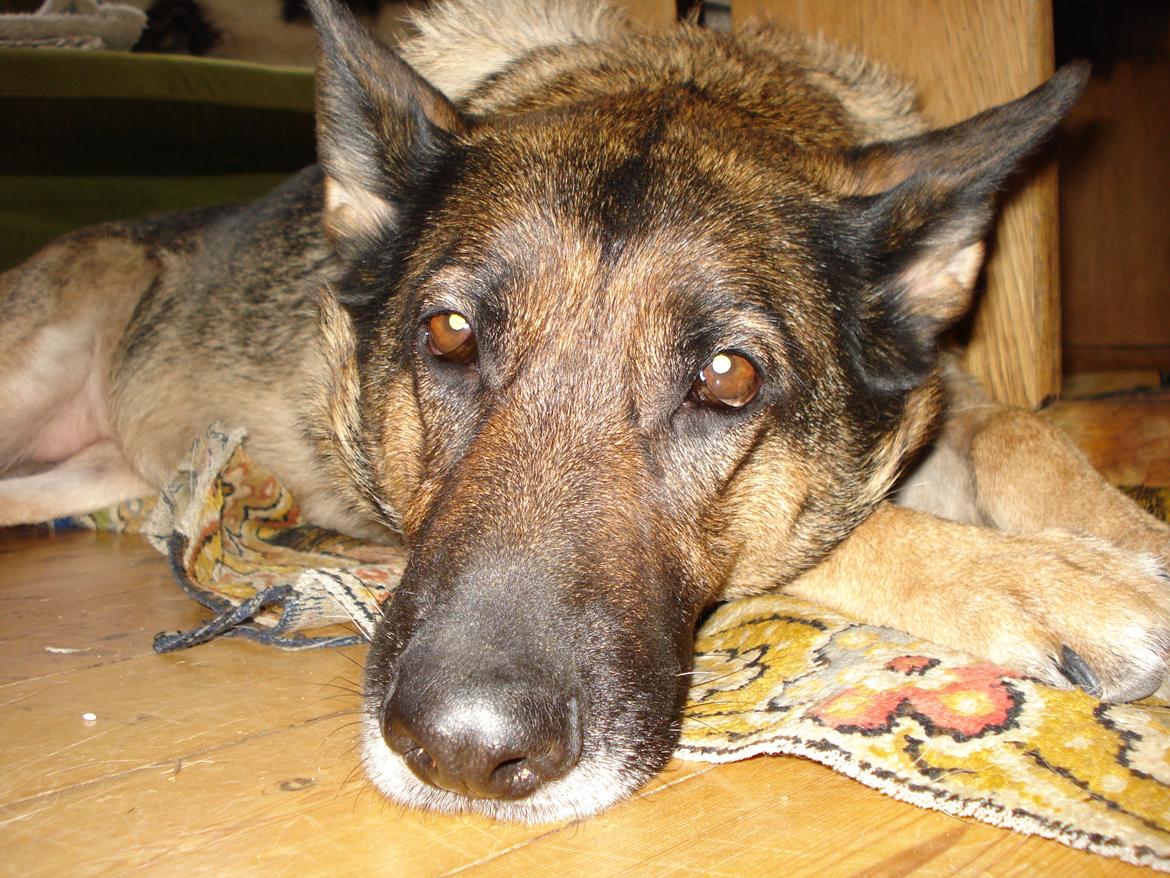 Schæferhund Jackie * Sofavovsen* billede 13