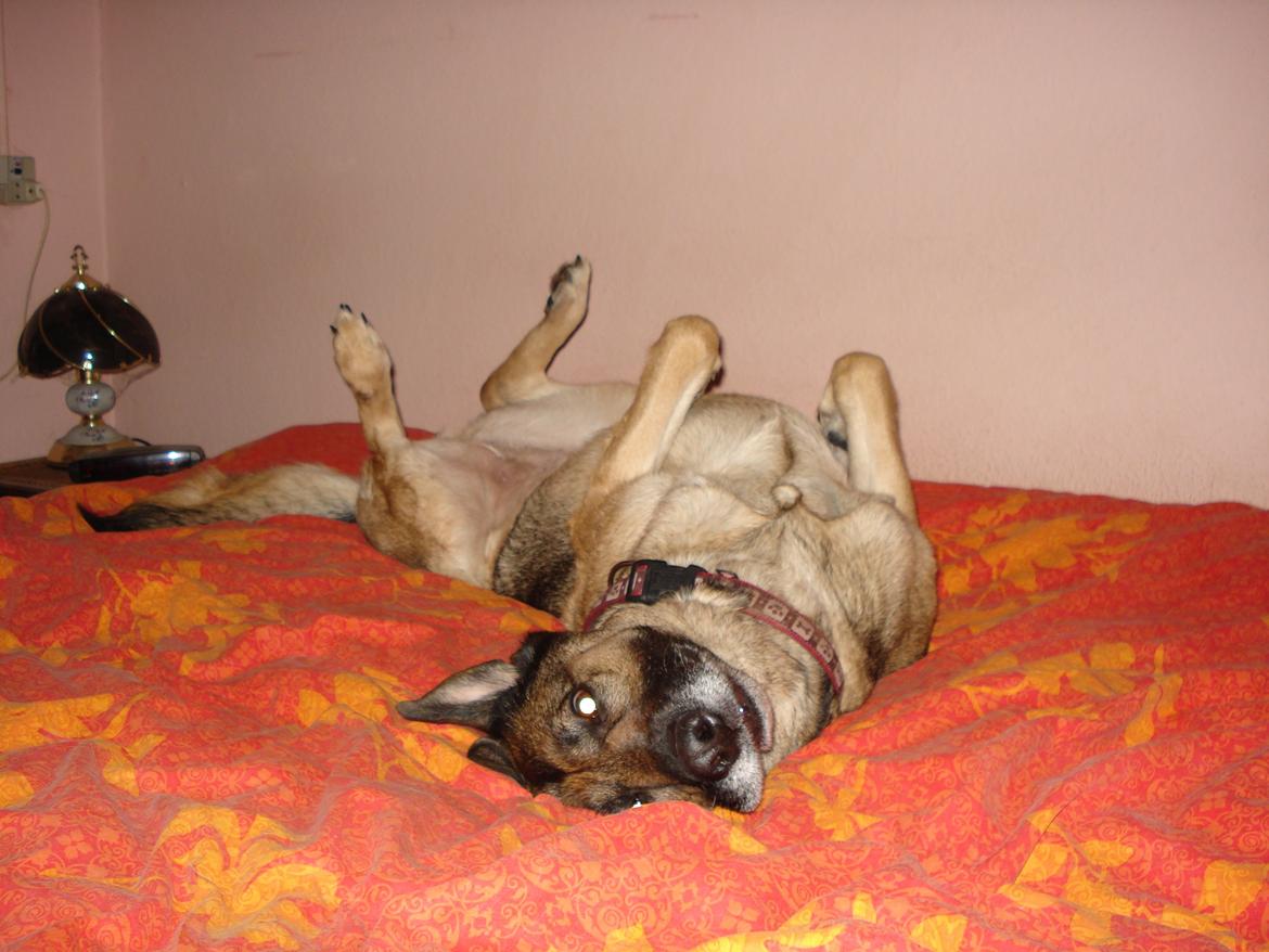 Schæferhund Jackie * Sofavovsen* billede 14