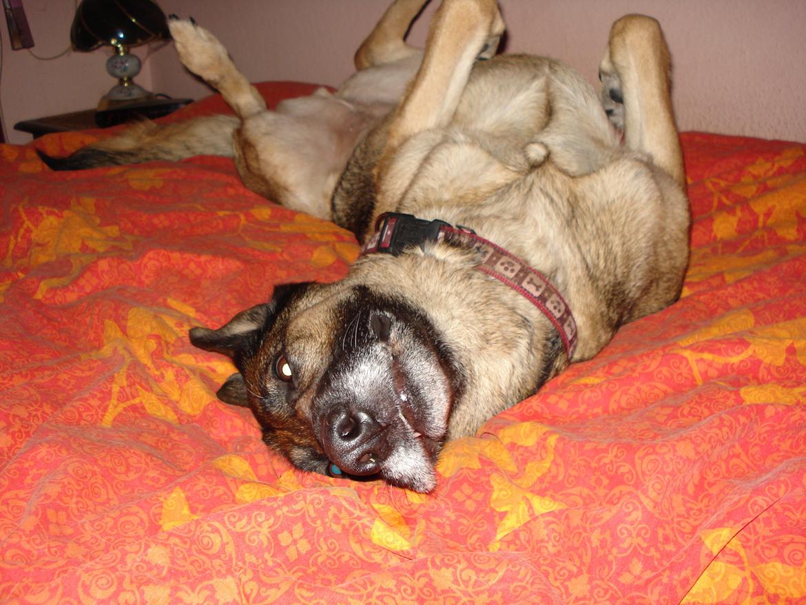 Schæferhund Jackie * Sofavovsen* billede 15