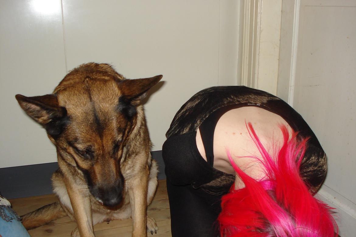 Schæferhund Jackie * Sofavovsen* billede 17