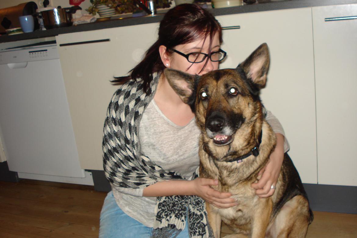 Schæferhund Jackie * Sofavovsen* billede 18