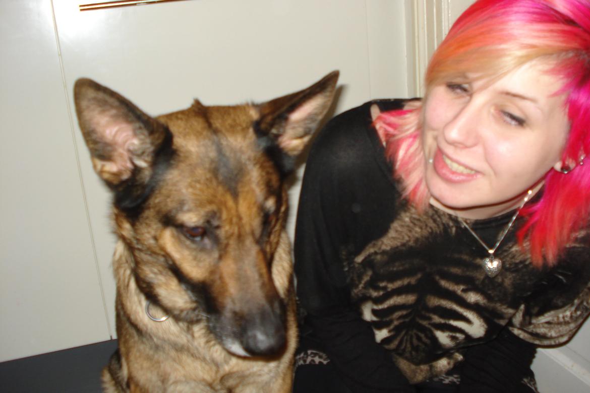 Schæferhund Jackie * Sofavovsen* billede 21