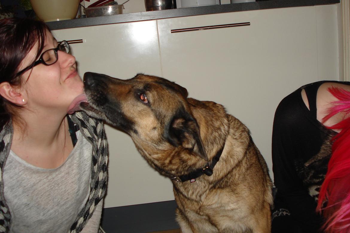 Schæferhund Jackie * Sofavovsen* billede 22