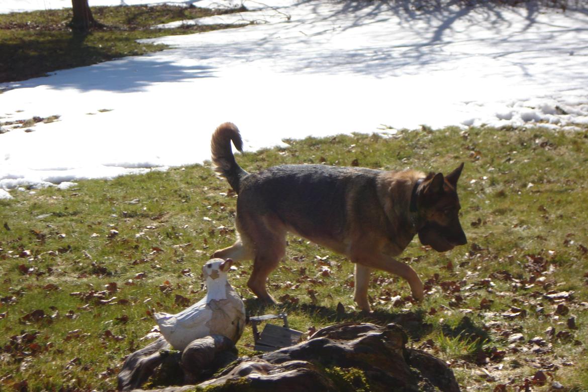 Schæferhund Jackie * Sofavovsen* billede 24