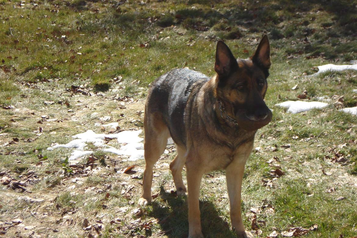 Schæferhund Jackie * Sofavovsen* billede 25