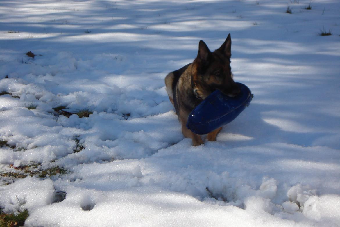 Schæferhund Jackie * Sofavovsen* billede 26