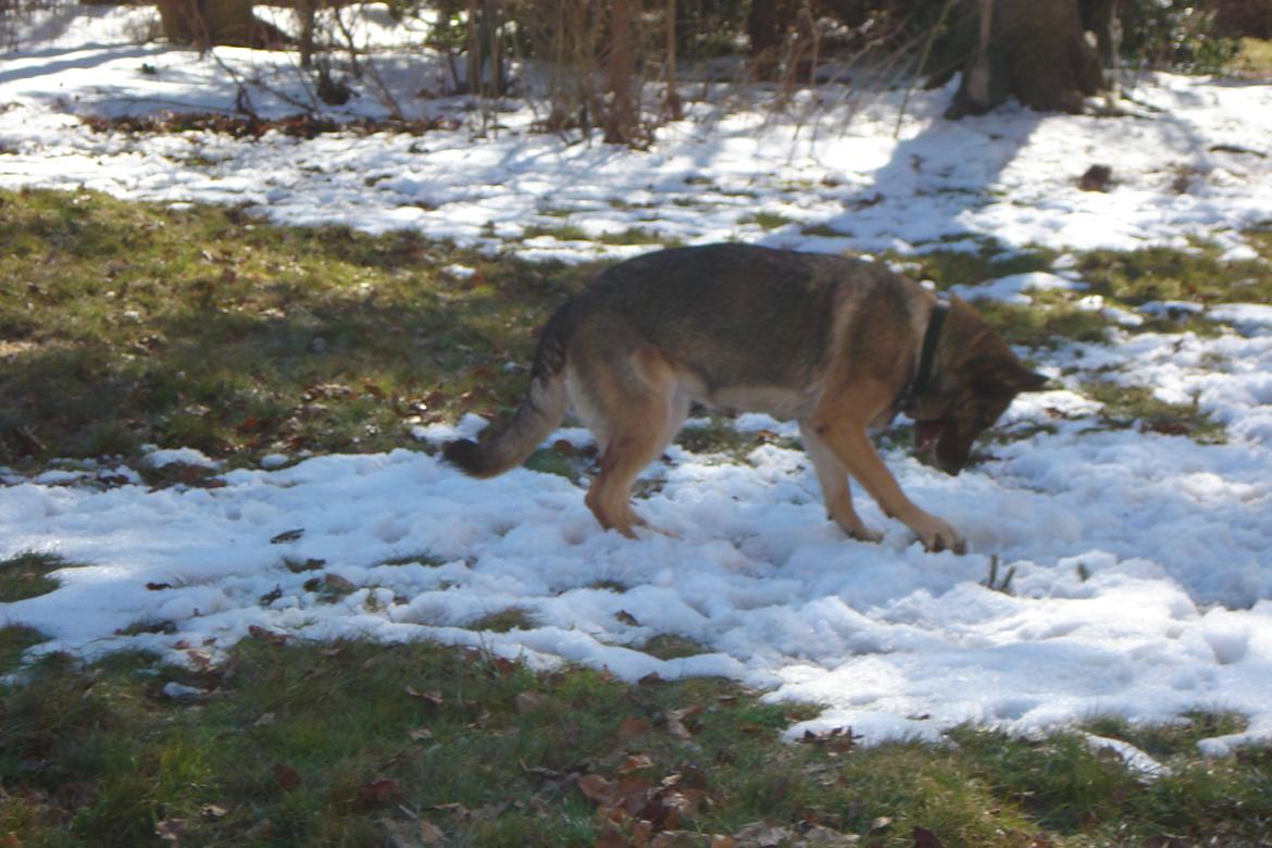 Schæferhund Jackie * Sofavovsen* billede 23