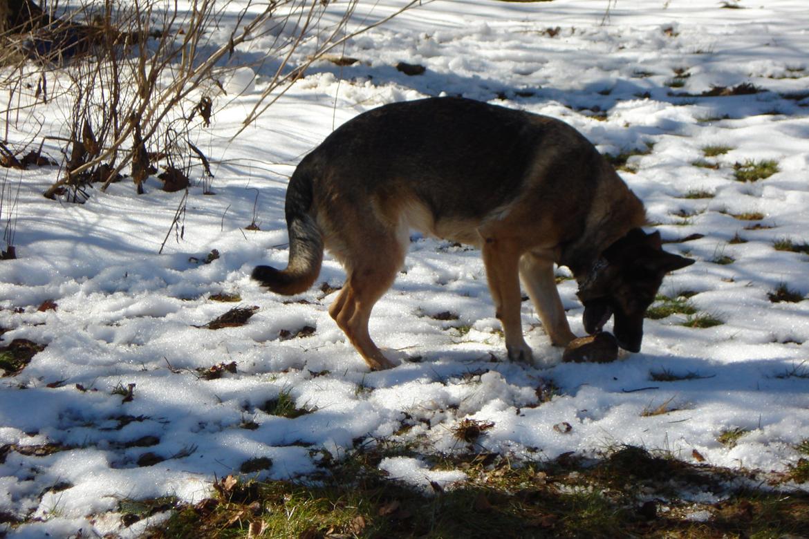 Schæferhund Jackie * Sofavovsen* billede 27