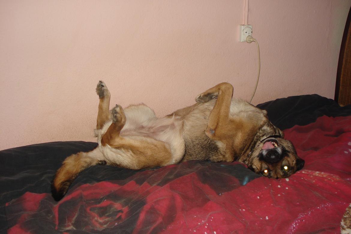 Schæferhund Jackie * Sofavovsen* billede 28