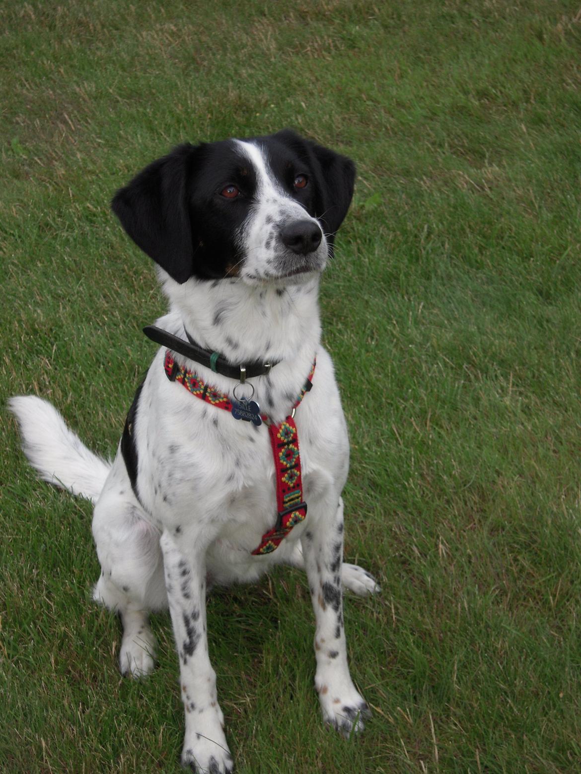 Blanding af racer Sille billede 14