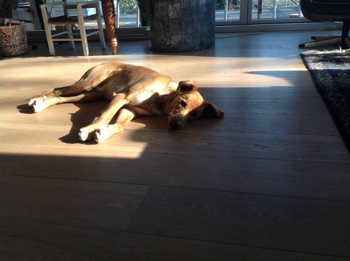 Blanding af racer Billy billede 6