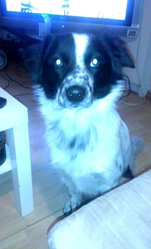 Blanding af racer Molly billede 1