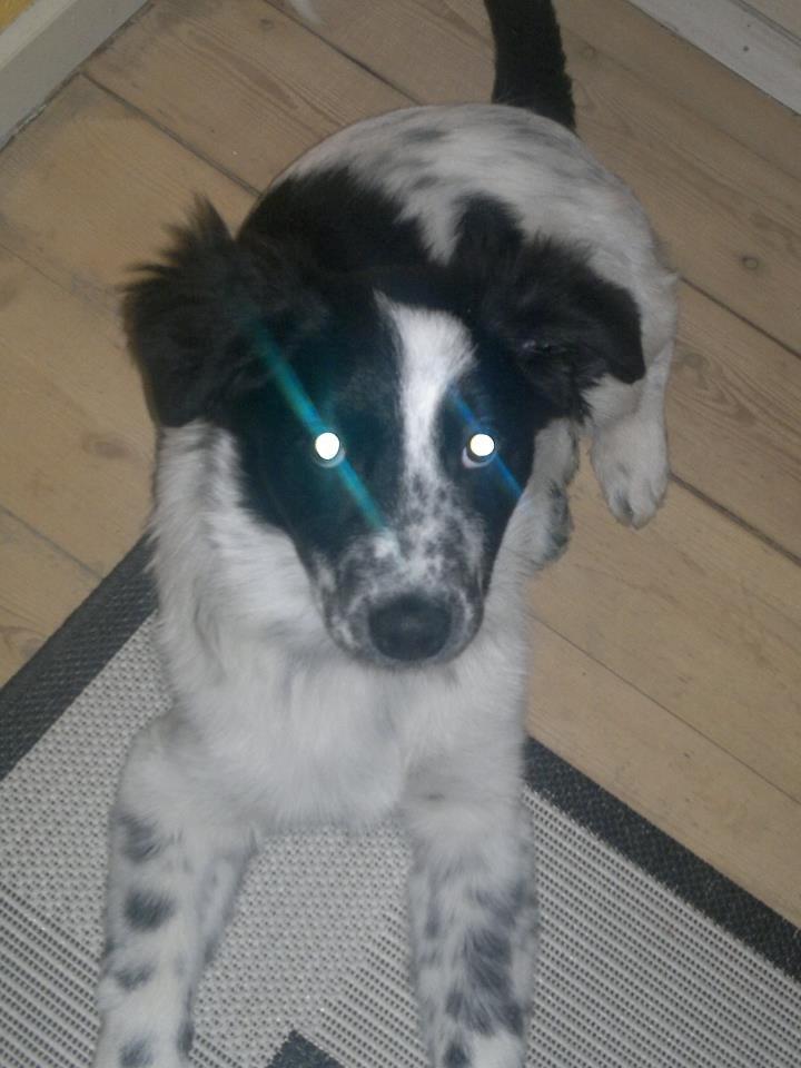 Blanding af racer Molly billede 3