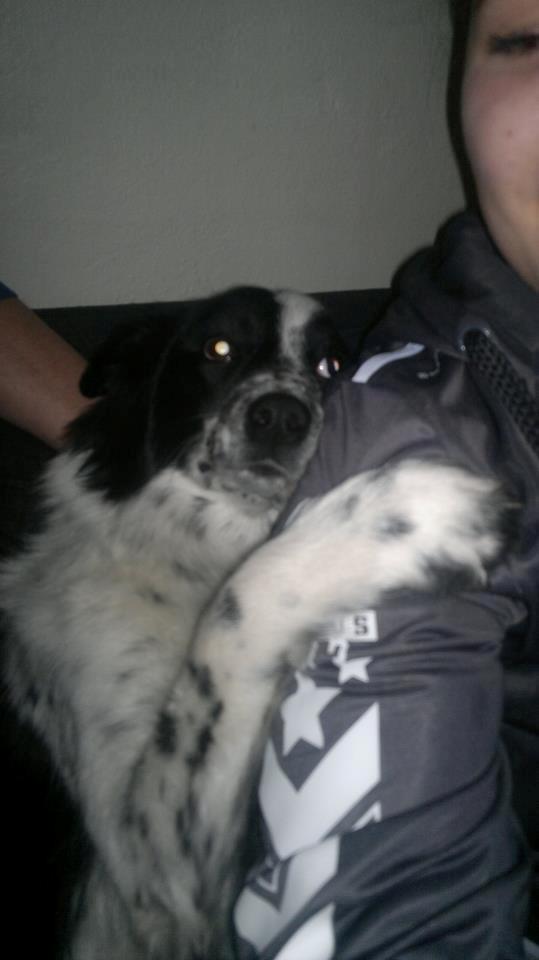 Blanding af racer Molly billede 5