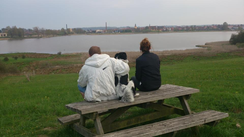 Blanding af racer Molly billede 6