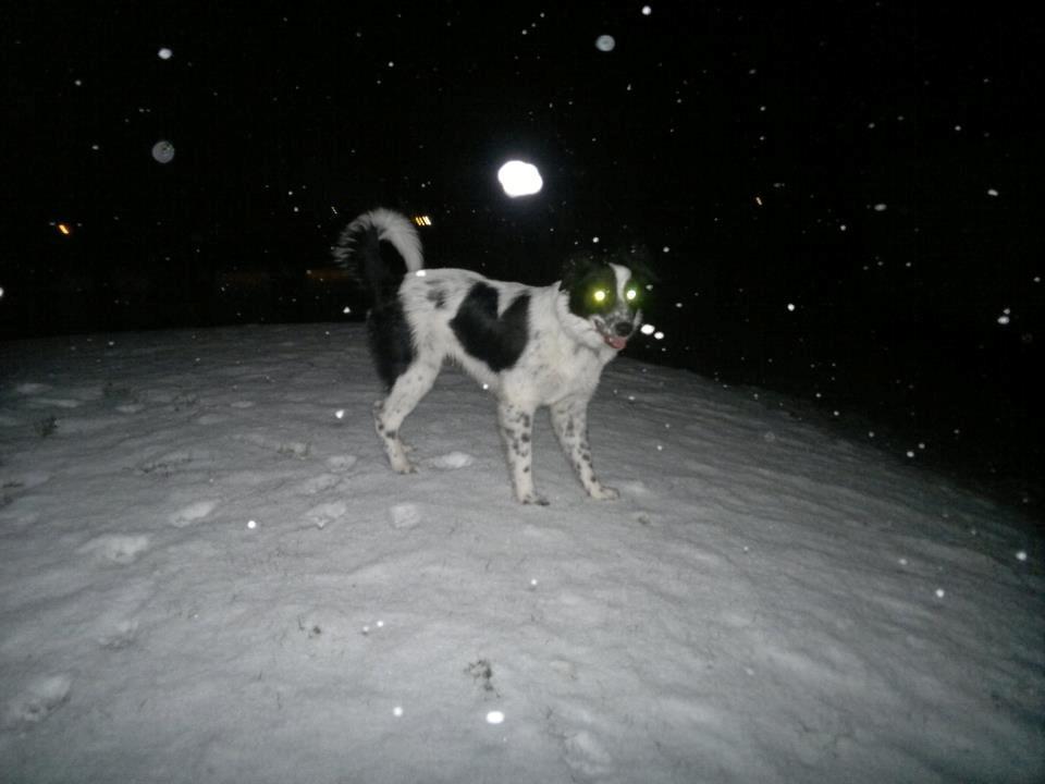 Blanding af racer Molly billede 2