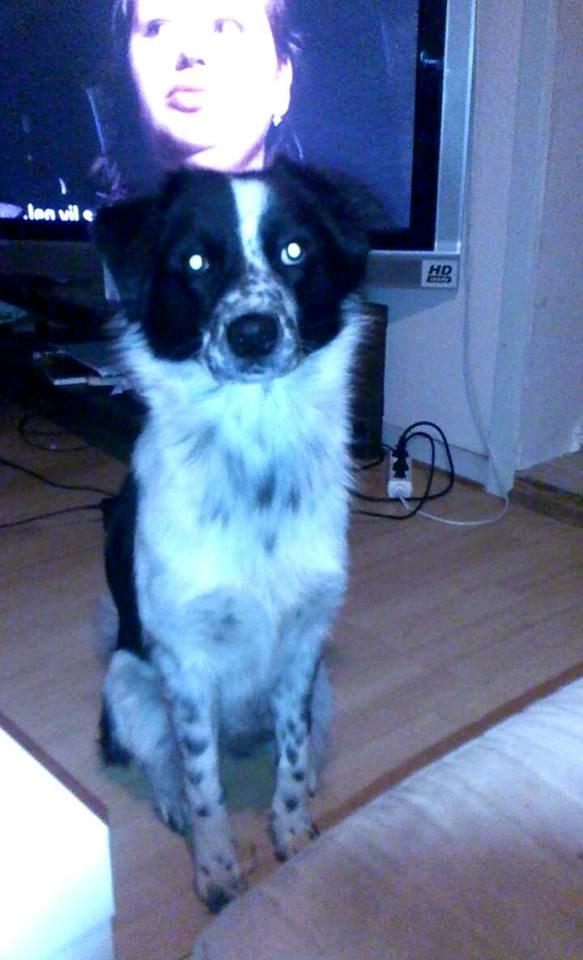 Blanding af racer Molly billede 7