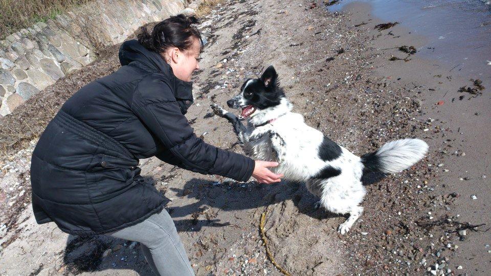 Blanding af racer Molly billede 8