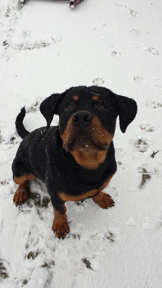 Rottweiler Hartmann's Kenzo - Kenzo i sne for første gang - Det var SJOVT :) billede 16