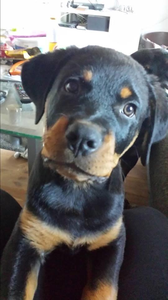 Rottweiler Hartmann's Kenzo billede 17