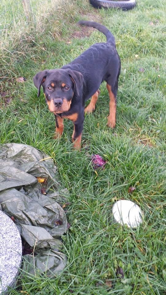 Rottweiler Hartmann's Kenzo billede 18