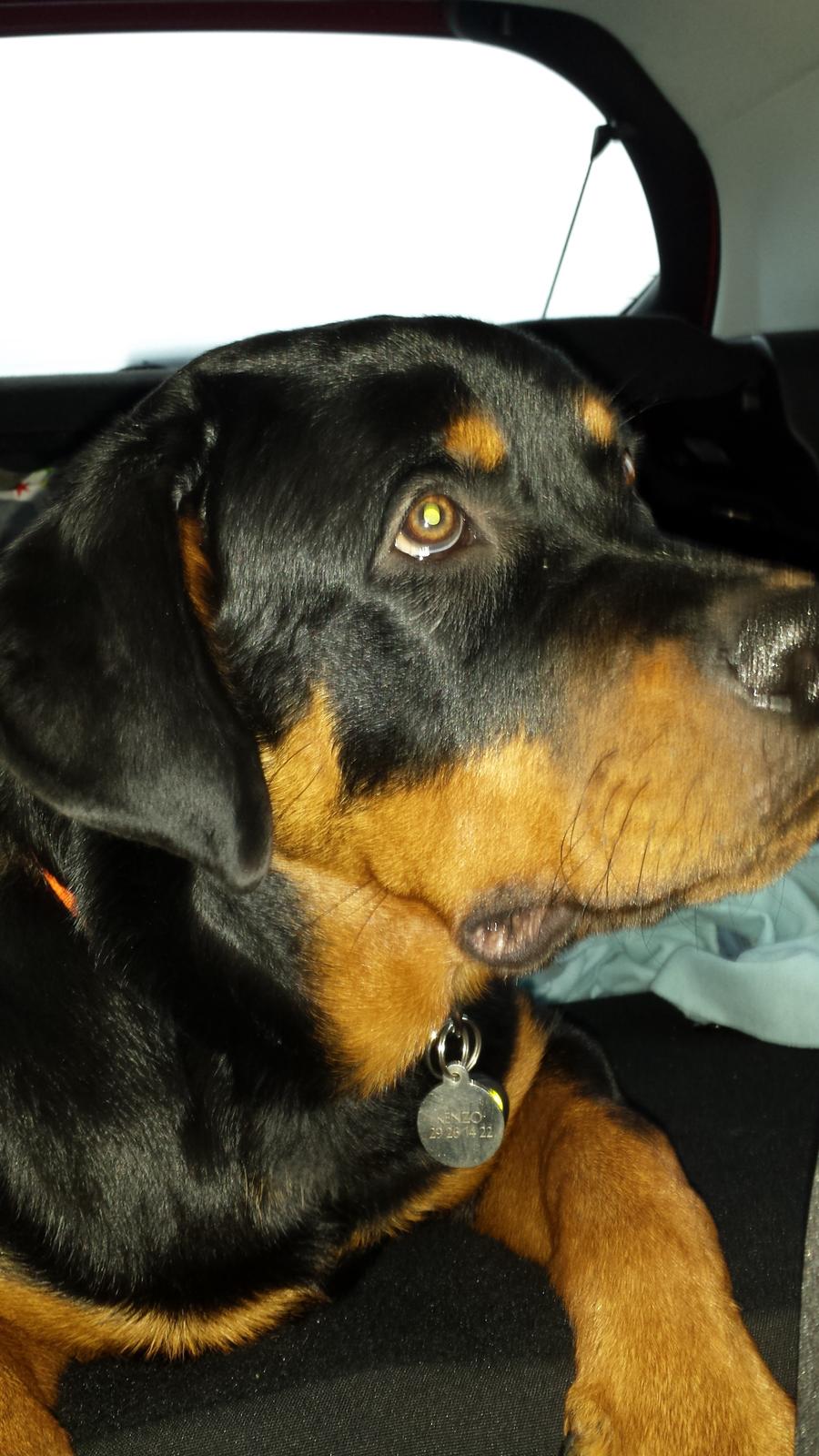 Rottweiler Hartmann's Kenzo billede 19